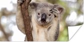 Poster Koala - Takken - Dier - Kinderen - Jongens - Meiden - 40x20 cm