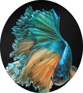 Licht Blauwe kempvis op zwarte achtergrond - Foto op Dibond - ⌀ 60 cm