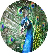 Imposante Pauw met kleurrijk verendek - Foto op Dibond - ⌀ 60 cm