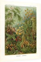 Polytrichum - Muscinae (Kunstformen der Natur), Ernst Haeckel - Foto op Dibond - 60 x 80 cm