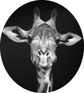 Giraffe op zwarte achtergrond - Foto op Dibond - ⌀ 80 cm