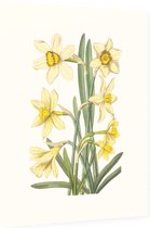 Gele Narcis Aquarel (Daffodil) - Foto op Dibond - 30 x 40 cm