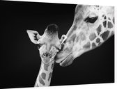 Giraffe koppel op zwarte achtergrond - Foto op Dibond - 90 x 60 cm
