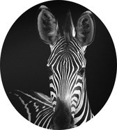 Zebra op zwarte achtergrond - Foto op Dibond - ⌀ 30 cm