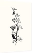 Klimop zwart-wit (Ivy) - Foto op Dibond - 40 x 60 cm