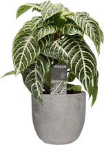 Bloem van Botanicly – Aphelandra squarrosa in grijs Keramisch pot 'MICA' als set – Hoogte: 40 cm