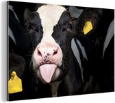 Gros plan d'un joli veau de la vache frisonne Aluminium 180x120 cm - Tirage photo sur Aluminium (décoration murale métal) XXL / Grand format!