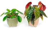 1x Stippenbegonia Begonia + 1x Pannenkoekplant Pilea incl. 2x sierpot