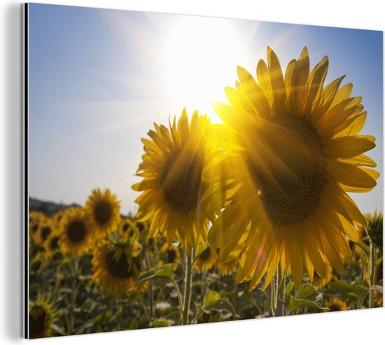 Close-up van zonnebloemen in het veld aluminium-m - Foto print op Aluminium (metaal wanddecoratie)