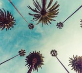 De palmbomen op Hollywood Boulevard in Los Angeles - Fotobehang (in banen) - 450 x 260 cm