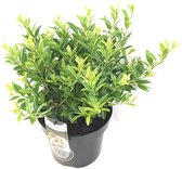 4 x Ilex crenata Blondie® 20/30 cm = 1 meter haag