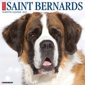 Sint Bernard Kalender 2022