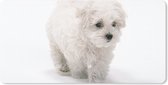 Bureau onderlegger - Muismat - Bureau mat - Schattige kleine Maltezer hond - 80x40 cm