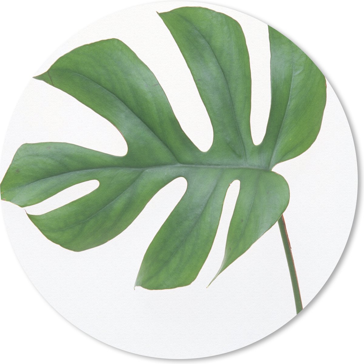 Muismat rond 40x40 cm - Mousepad Botanisch blad op een witte achtergrond - Ronde muismatten
