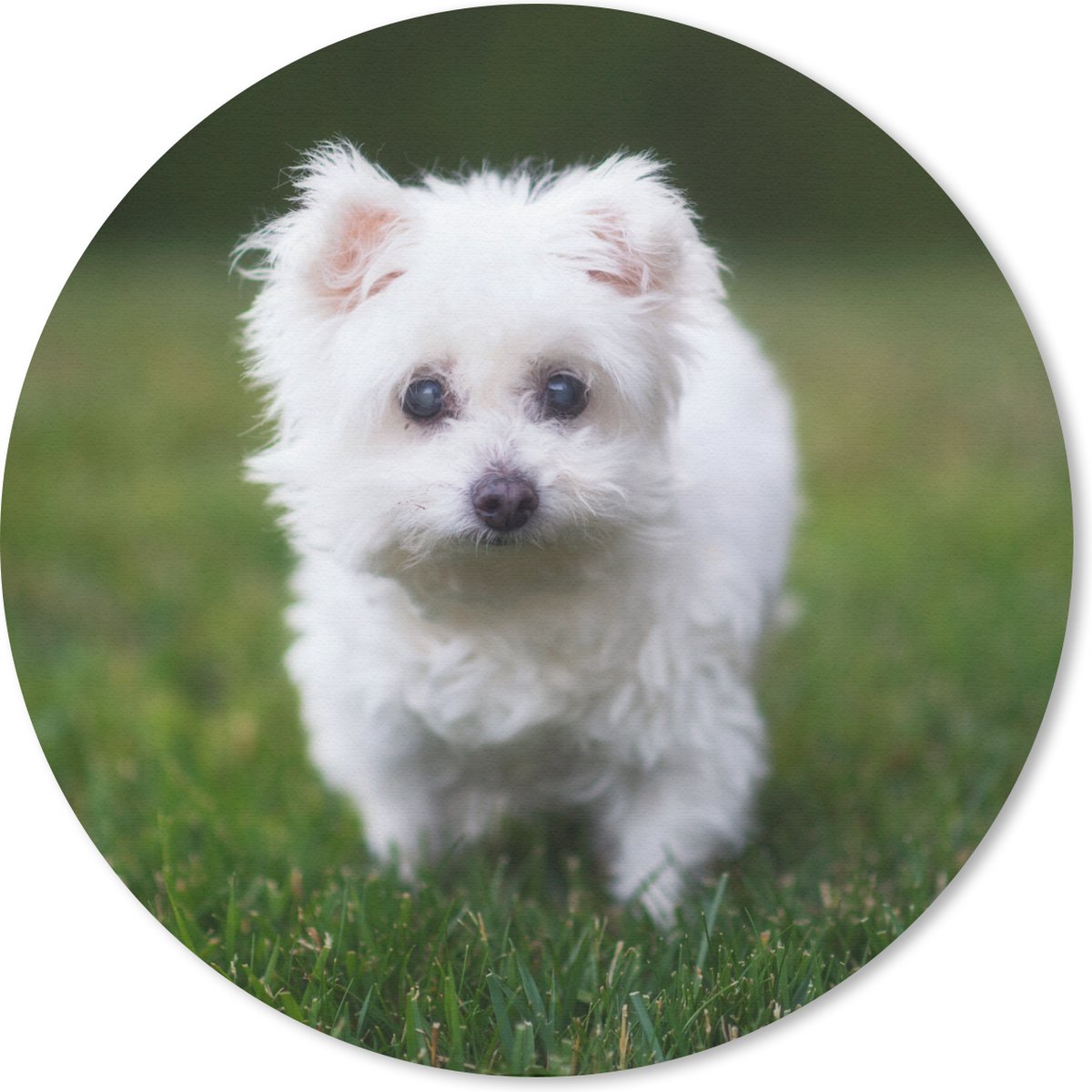 Muismat rond 20x20 cm - Mousepad Maltezer hond op een grasveld - Ronde muismatten