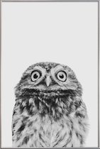 JUNIQE - Poster met kunststof lijst Owl Classic -20x30 /Wit & Zwart