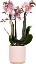 Kolibri Orchids | Roze phalaenopsis orchidee in gold foot pink sierpot - 35cm hoog - potmaat Ø9cm