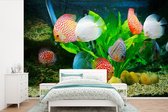 Behang - Fotobehang Vissen in een aquarium - Breedte 330 cm x hoogte 220 cm