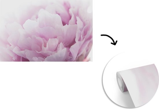 Papier peint Papier peint photo en vinyle - Gros plan d'une pivoine rose largeur 330 cm x hauteur 220 cm - Tirage photo sur papier peint (disponible en 7 tailles)