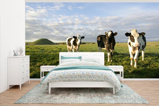 Trois vaches frisonnes dans un bel environnement papier peint photo vinyle largeur 465 cm x hauteur 260 cm - Tirage photo sur papier peint (disponible en 7 tailles)