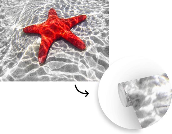 Papier peint Papier peint photo en vinyle - Une étoile de mer rouge est visible sous l'eau largeur 295 cm x hauteur 220 cm - Tirage photo sur papier peint (disponible en 7 tailles) / Mer et plage
