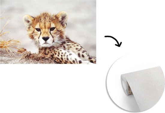 Papier peint - Papier peint Papier peint photo Cheeta - Jeune - Portrait - Largeur 420 cm x hauteur 280 cm