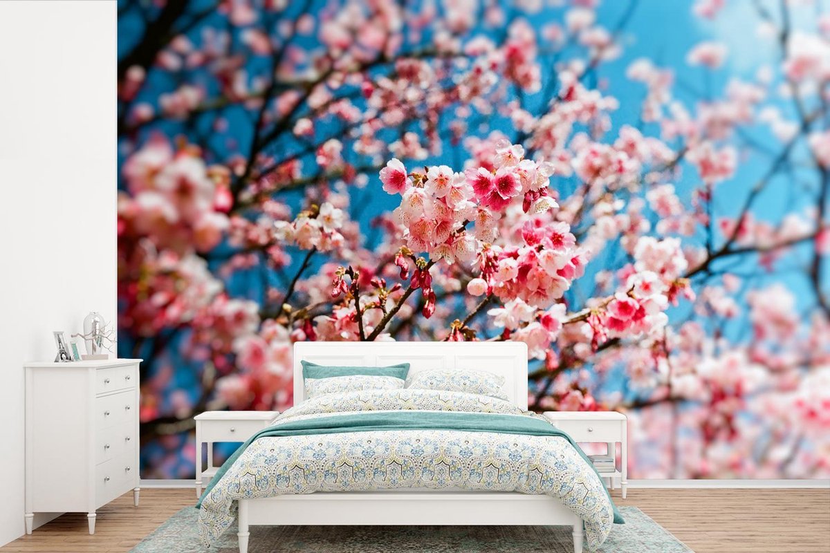 Behang - Fotobehang Lente - Sakura - Roze - Breedte 525 cm x hoogte 350 cm