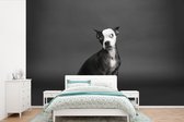 Behang - Fotobehang Hond - Vlek - Portret - Breedte 390 cm x hoogte 260 cm