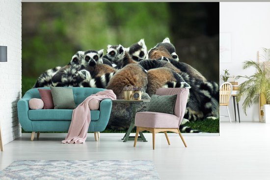 Papier peint photo en vinyle - De nombreux lémuriens à queue annelée reposent ensemble de largeur 450 cm x hauteur 300 cm - Tirage photo sur papier peint (disponible en 7 tailles)