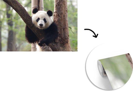 Papier peint - Papier peint photo Panda - Arbre - Forêt - Largeur 390 cm x hauteur 260 cm