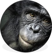 WallCircle - Tableau - Singe Chimpanzé Portrait - Multicolore - 140 X 140 Cm