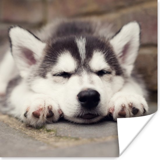 Poster Husky puppy slaapt - 100x100 cm XXL