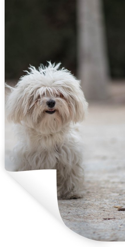 Muurstickers - Sticker Folie - Een Maltezer hond wordt uitgelaten - 40x80 cm - Plakfolie - Muurstickers Kinderkamer - Zelfklevend Behang