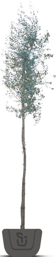 Gomboom | Eucalyptus pulverulenta Baby Blue | Hoogstam | Stamomtrek 4-6 cm