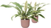 FloriaFor - Duo Anthurium 'Jungle Bush' In ELHO Vibes (delicaat Roze) - - ↨ 45cm - ⌀ 16cm