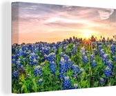 Canvas Schilderij Texas Bluebonnet bloemen bij zonsondergang - 120x80 cm - Wanddecoratie
