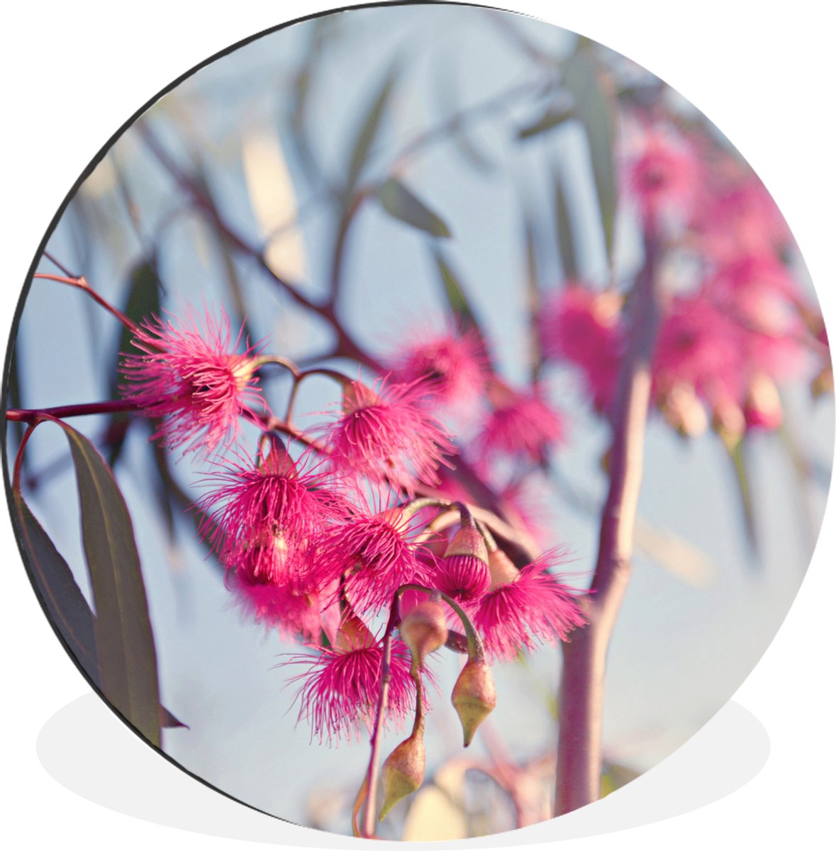 WallCircle - Wandcirkel - Muurcirkel - Roze eucalyptustakken in een boom - Aluminium - Dibond - 140x140 cm - Binnen en Buiten