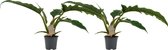 Duo Philodendron Narrow Escape Feel Green ↨ 45cm - 2 stuks - hoge kwaliteit planten