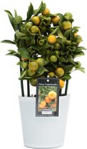 Citrus Calamondin in Milano glas ↨ 35cm - hoge kwaliteit planten