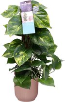 Scindapsus Mosstok 50 cm in ELHO Vibes Fold Rond (delicaat roze) ↨ 50cm - hoge kwaliteit planten
