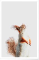 JUNIQE - Poster Red Squirrel II -40x60 /Grijs & Oranje