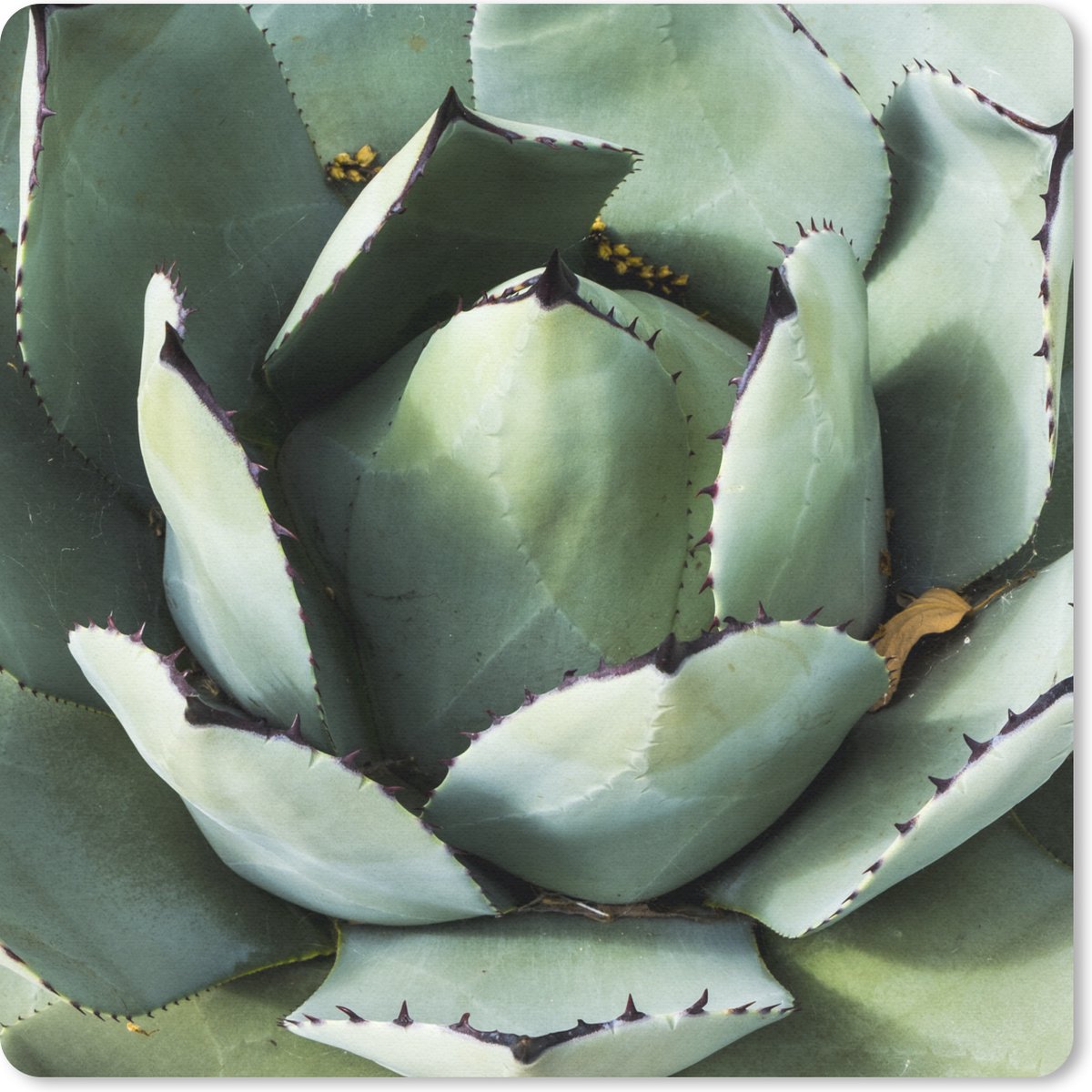 Muismat 30x30 cm - Mousepad Detailfoto van een mintgroene cactus - Muismatten