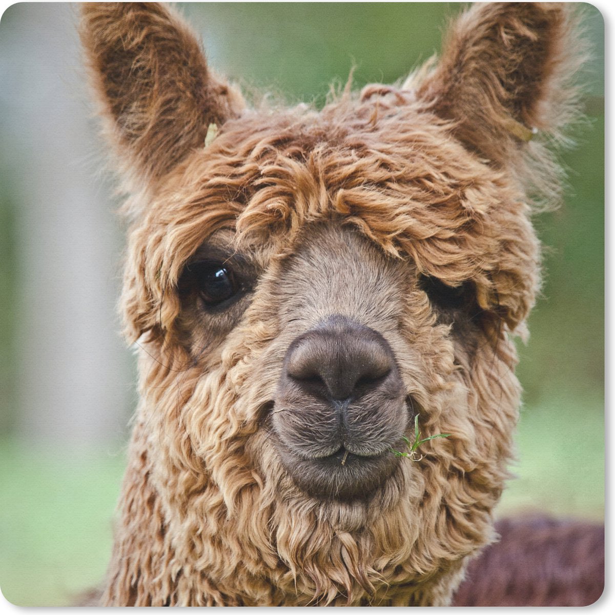 Muismat 30x30 cm - Mousepad Lama - Bruin - Macro - Muismatten