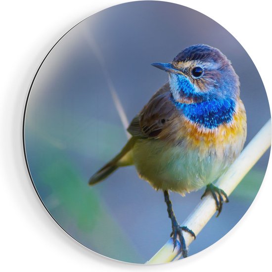 Artaza Dibond Muurcirkel Kleurrijke Blauwborst Vogel Op Een Tak - Ø 40 cm - Klein - Wandcirkel - Rond Schilderij - Voor Binnen en Buiten