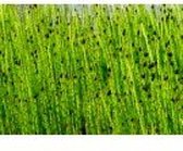 Gewone holpijp (Equisetum fluviatile) - Vijverplant - 3 losse planten - Om zelf op te potten - Vijverplanten Webshop