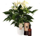 Set Anthurium White Champion en interieur parfum (World of Opportunities) – ↨ 50cm – ⌀ 14cm