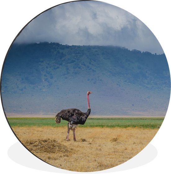 WallCircle - Wandcirkel - Muurcirkel - Struisvogel midden op de savanne van de Ngorongoro krater in Tanzania - Aluminium - Dibond - ⌀ 120 cm - Binnen en Buiten XXL