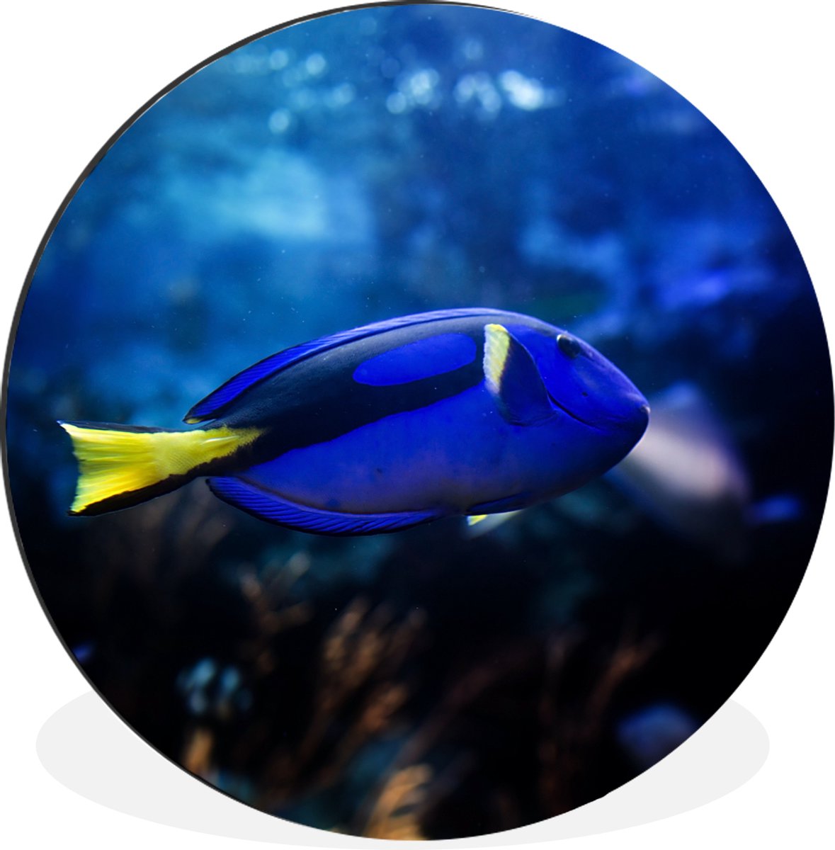 WallCircle - Wandcirkel - Muurcirkel - Blauwe vis in aquarium - Aluminium - Dibond - 140x140 cm - Binnen en Buiten