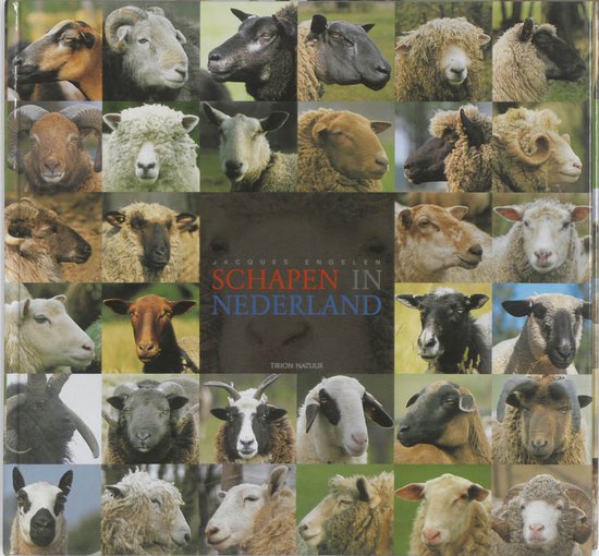 Schapen in Nederland - cover