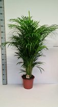 Kamerplant van Botanicly – Goudpalm – Hoogte: 125 cm – Areca dypsis lutescens